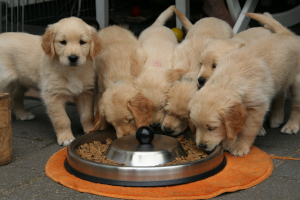Puppies eating a new diet